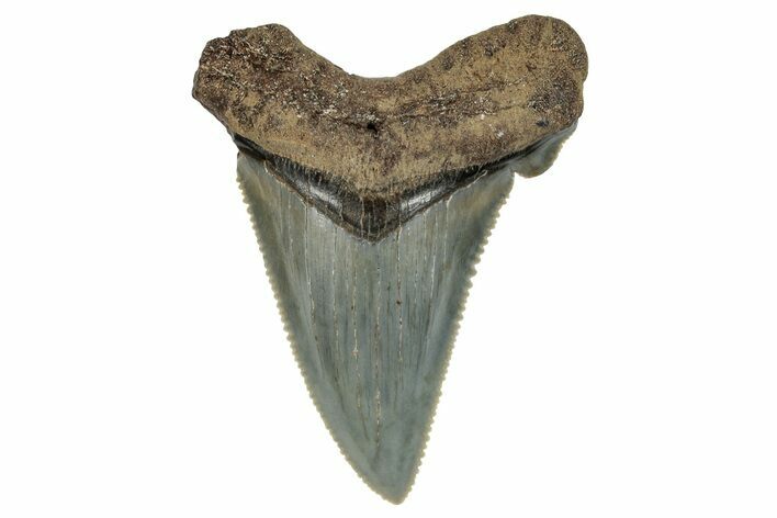 Serrated Angustidens Tooth - Megalodon Ancestor #269962